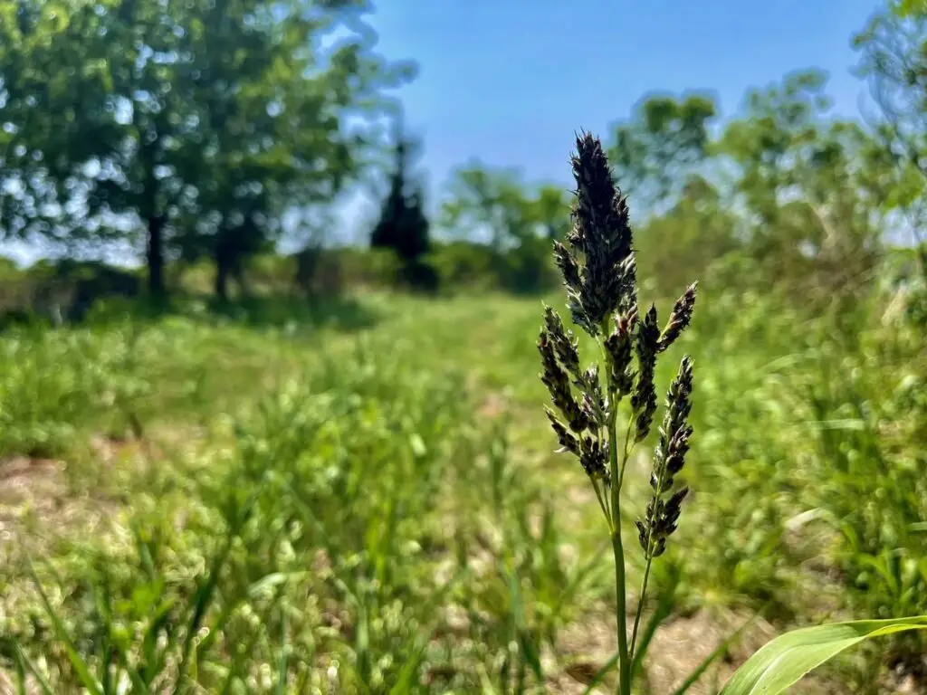 Great Western Trail, Foss State Park